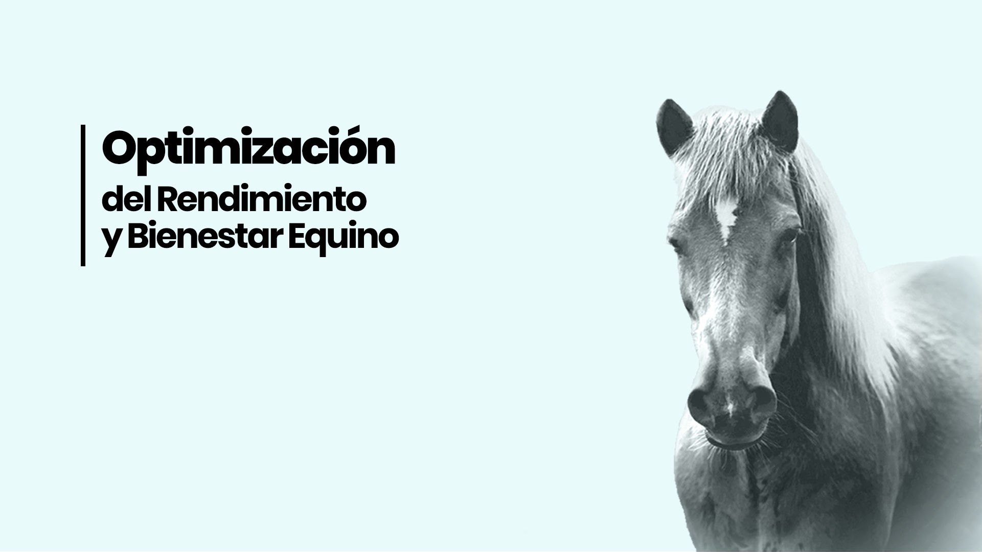 Optimización del Rendimiento y Bienestar Equino